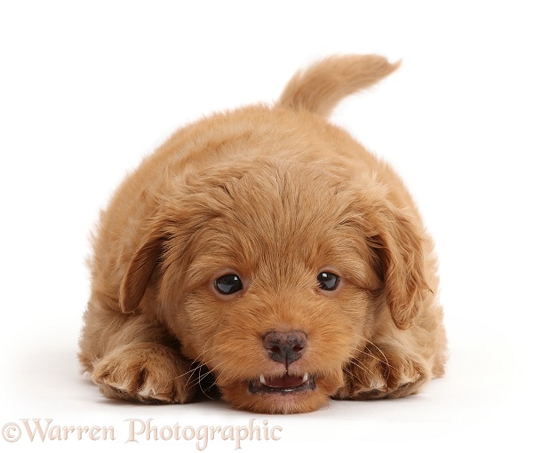 Playful F1b Toy Goldendoodle puppy, white background