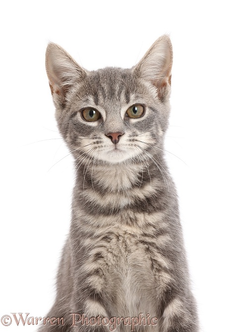 Grey tabby kitten, white background