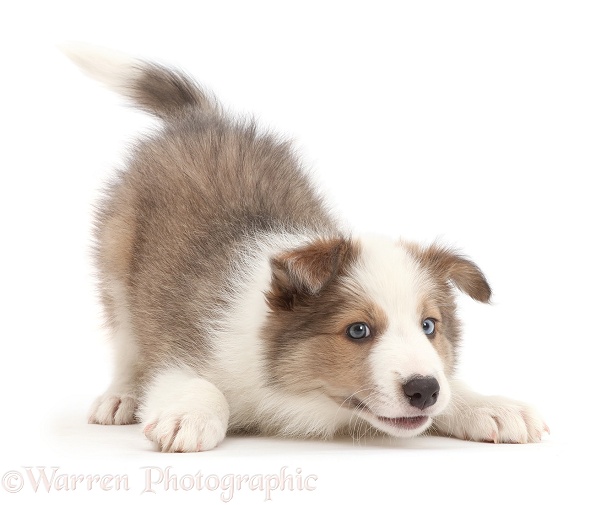 Sable-and-white Border Collie puppy, 8 weeks old, in play-bow, white background