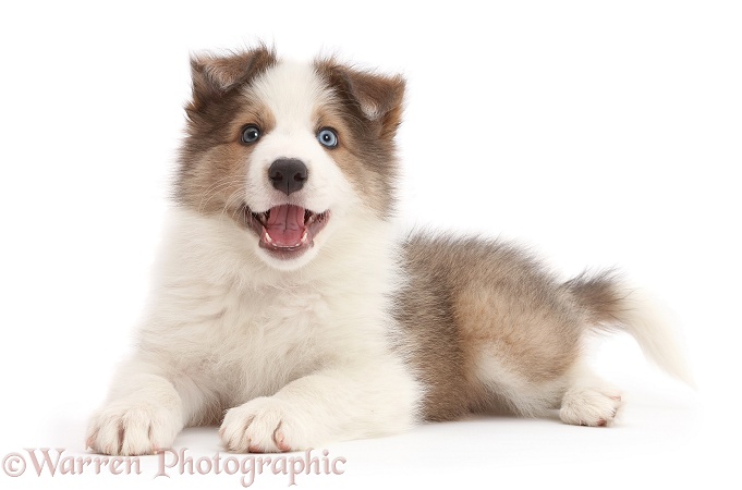 Happy Sable-and-white Border Collie puppy, 8 weeks old, white background