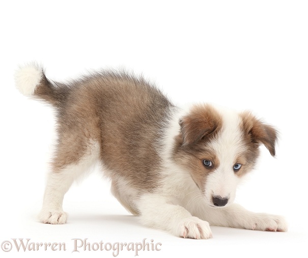 Playful Sable-and-white Border Collie puppy, 8 weeks old, white background