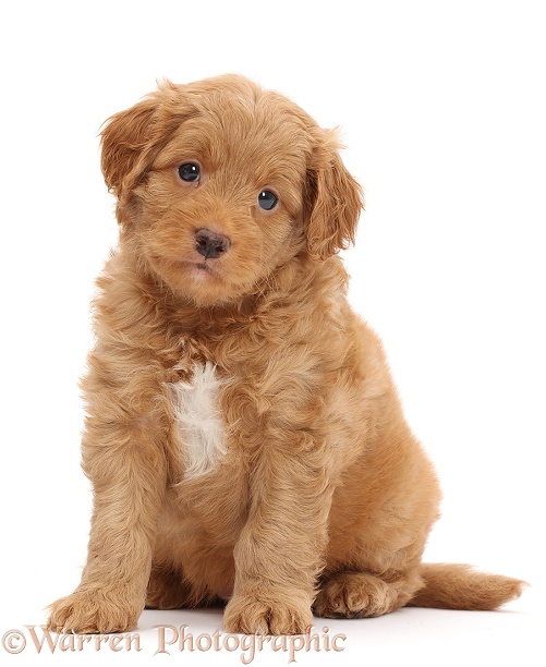 F1b Toy Goldendoodle puppy, sitting, white background