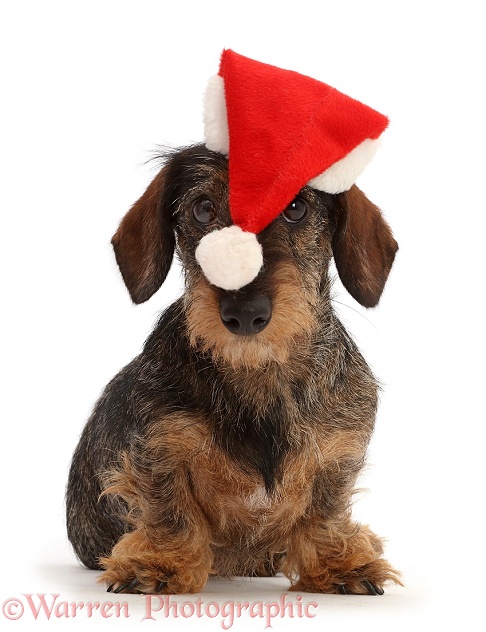 Wire haired Dachshund Wearing a Father Christmas Hat, white background