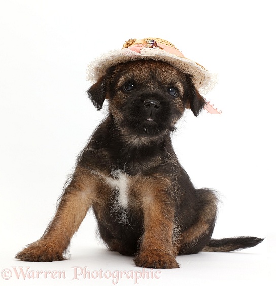 Border Terrier puppy, 8 weeks old, wearing straw hat, white background