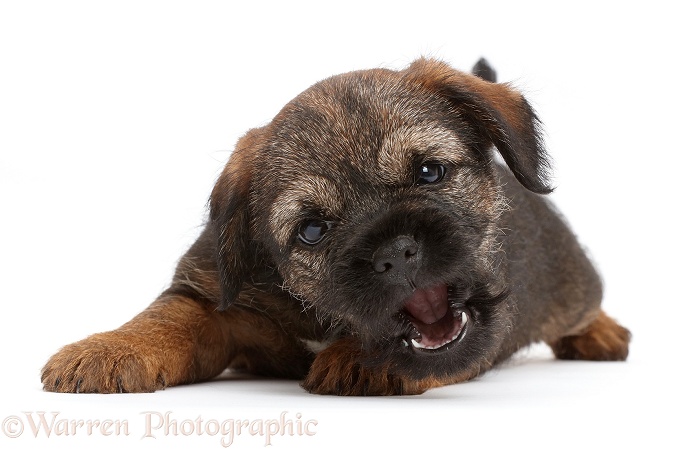 Playful Border Terrier puppy, 8 weeks old, white background