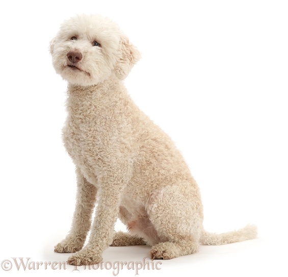 Lagotto Romagnolo dog sitting, white background