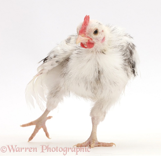 Silkie Serama Chicken standing on one leg and stretching, white background