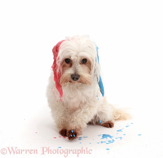 Dog with painted ears, ready to shake and spray, white background