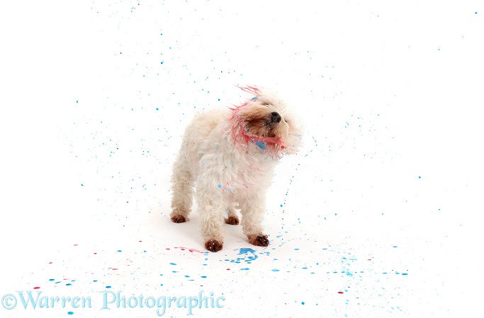 Dog shaking and spraying paint, white background