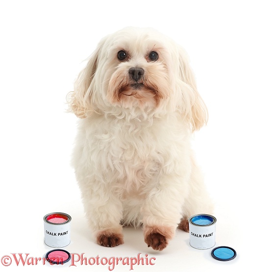 Dog with tins of paint, white background