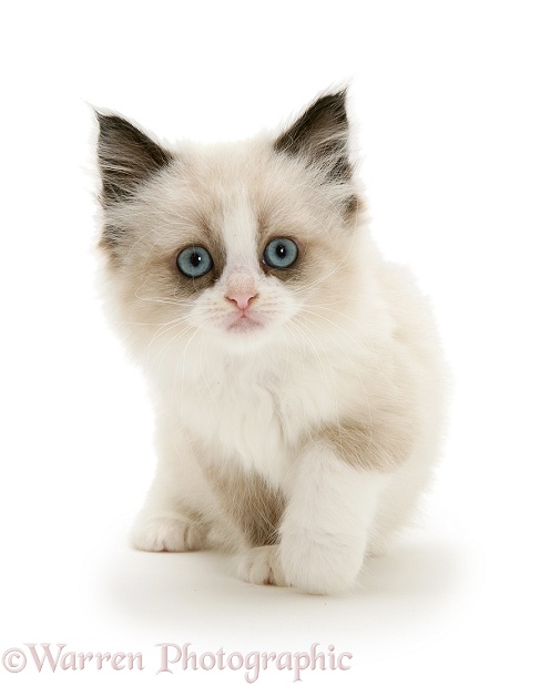 Birman-cross kitten, white background