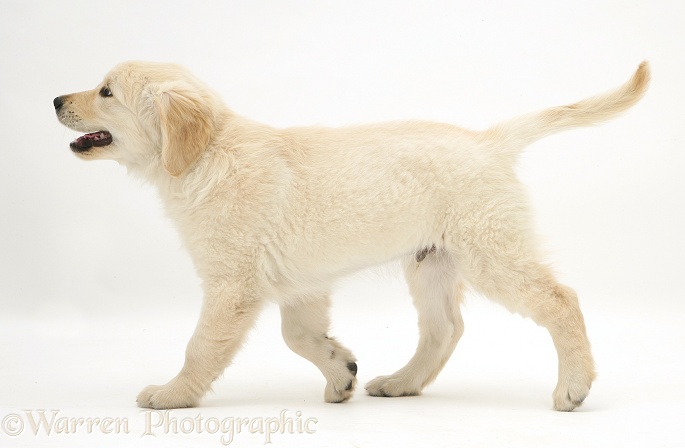 Golden Retriever pup trotting across, white background