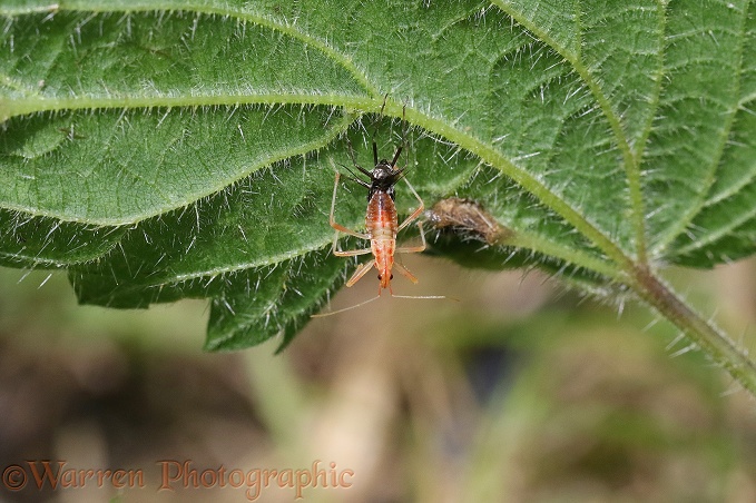 Capsid bug (Miridae) nymph shedding its skin or sloughing
