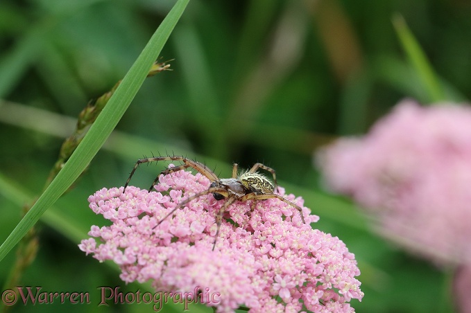 Oak Spider (Aculepeira ceropegia) male on Yarrow (Achillea millefolium)