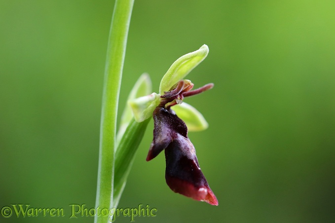 Fly Orchid (Ophrys insectifera)