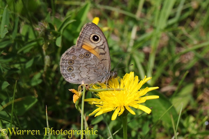 Large Wall Brown butterfly (Lasiommata maera)