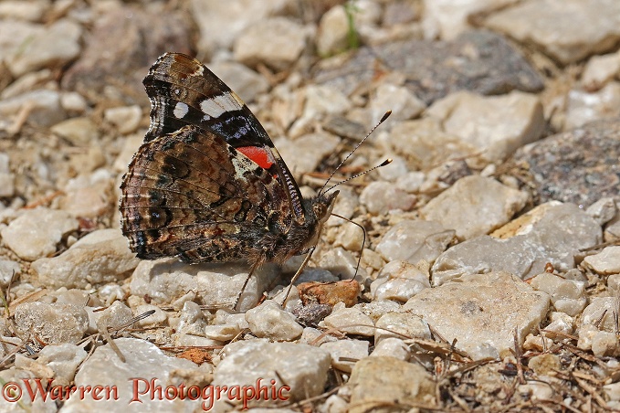 Red Admiral Butterfly (Vanessa atalanta) drinking from a moist stream bed