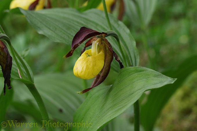 Lady's slipper Orchid (Cypripedium calceolus)