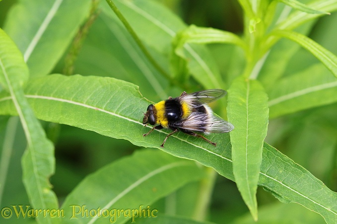 Hover Fly (Volucella bombylans) mimicking White-tailed Bumblebee (Bombus lucorum)