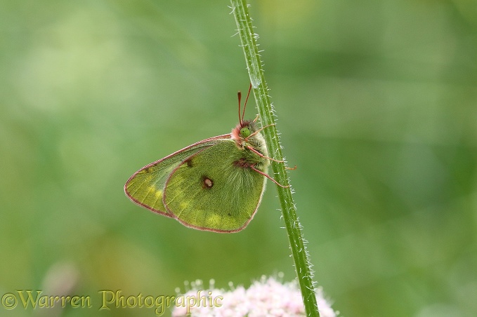 Pale Clouded Yellow butterfly (Colias hyale)