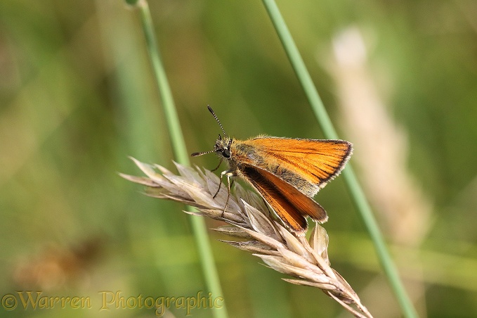 Essex Skipper Butterfly (Thymelicus lineola)