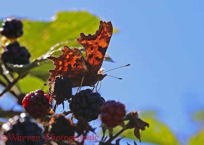Comma Butterfly (Polygonia c-album) on blackberries