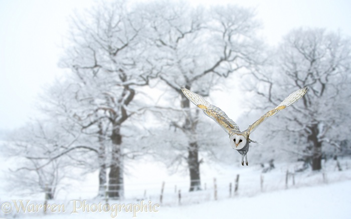 Barn Owl (Tyto alba) in snowy scene