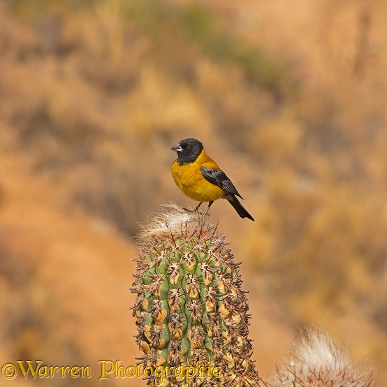 Black-hooded Sierra-finch (Phrygilus atriceps) perched upon a cactus.  South America