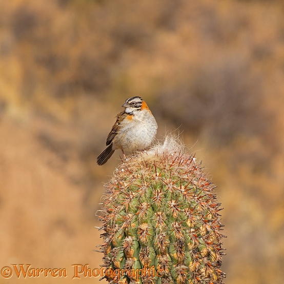 Rufous-collared Sparrow (Zonotrichia capensis) perched upon a cactus.  South America