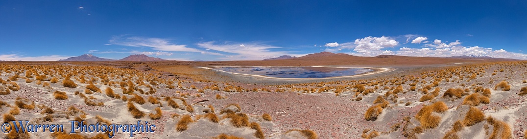High Altiplano salt lake with tussock grass or Paja Brava (Festuca orthophylla).  Bolivia