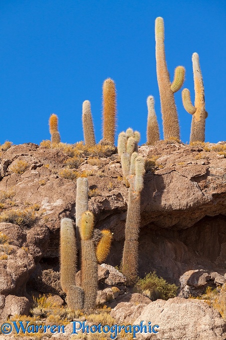 Pasacana Tree Cacti (Echinopsis atacamensis), Salar de Uyuni, Bolivia