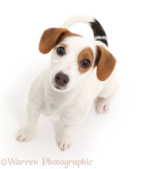 Jack Russell Terrier puppy sitting and looking up, white background
