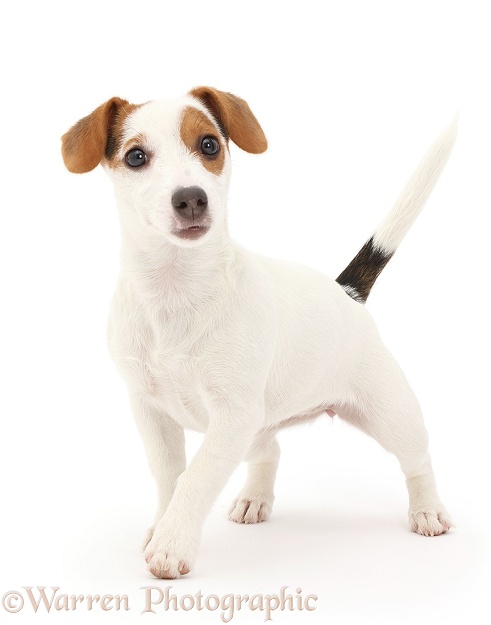 Jack Russell Terrier puppy walking, white background