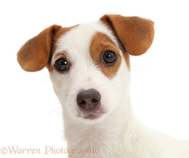 Jack Russell Terrier puppy, white background