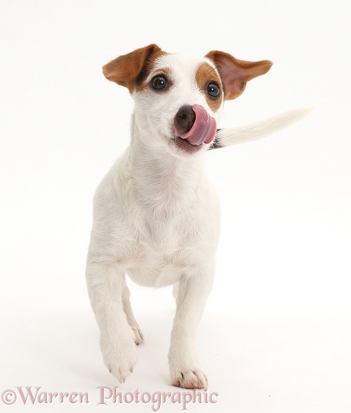Jack Russell Terrier puppy walking and licking her nose, white background