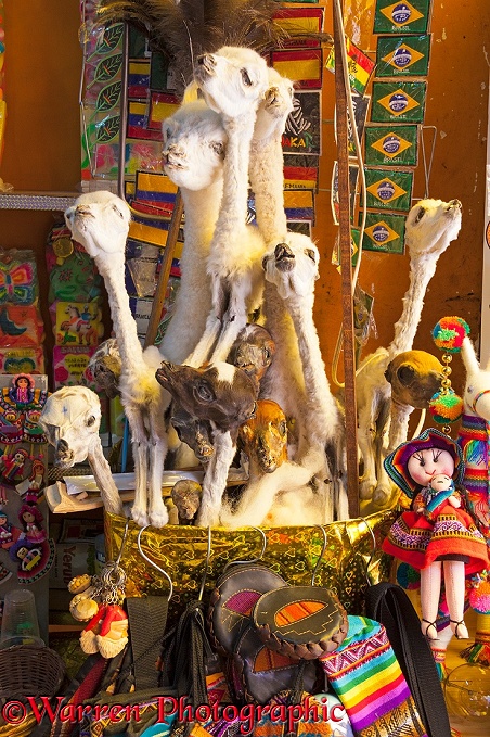 Llama foetuses for sale in a La Paz market, Bolivia