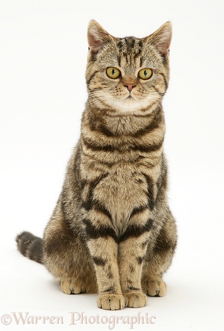 British Shorthair Brown Spotted cat, Tiger Lily, sitting, white background