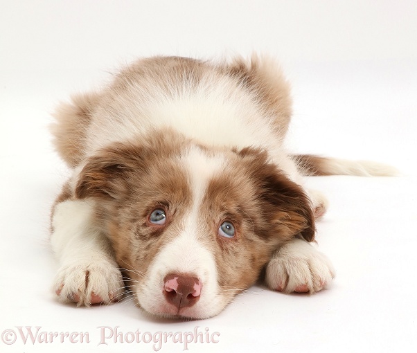 Red merle Border Collie pup lying with chin on floor looking up, white background