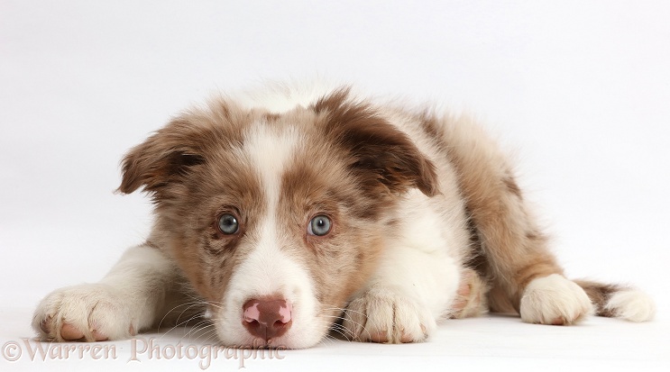 Red merle Border Collie puppy lying with chin on the floor, white background