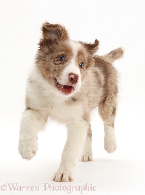 Red merle Border Collie puppy running, white background