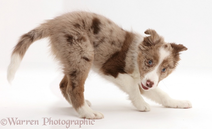 Playful Red merle Border Collie puppy, white background