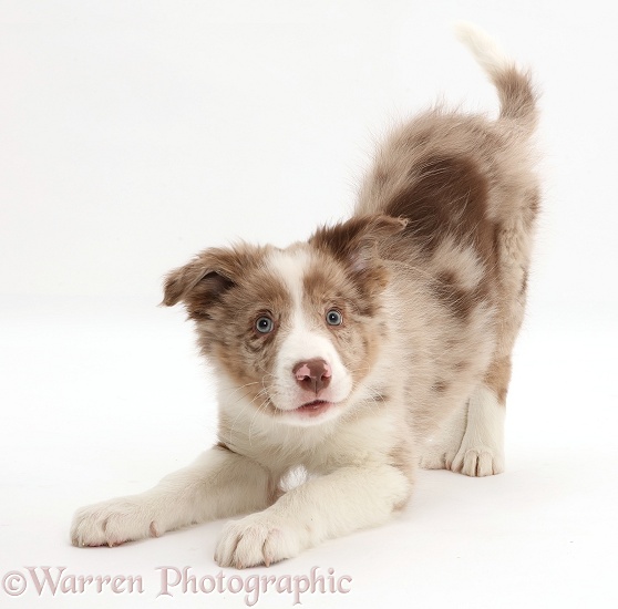 Playful Red merle Border Collie puppy in play-bow, white background
