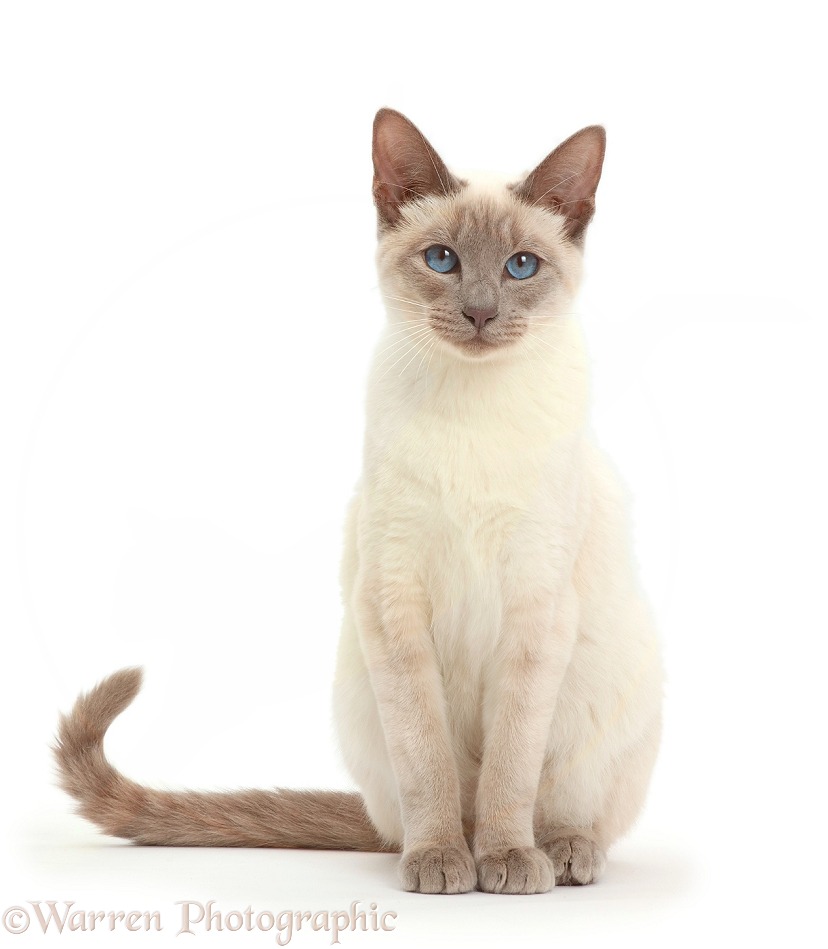 Blue-point Birman-cross cat sitting, white background