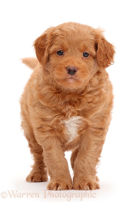 F1b Toy Goldendoodle puppy, white background
