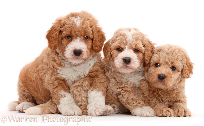 Three F1b Toy Goldendoodle puppies, white background