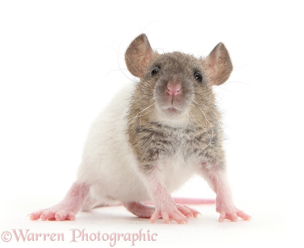 Baby Rex rat, white background