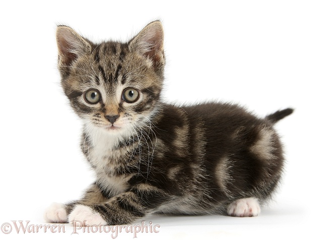 Tabby kitten lying with head up, white background