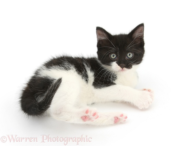 Black-and-white kitten lying and looking up, white background