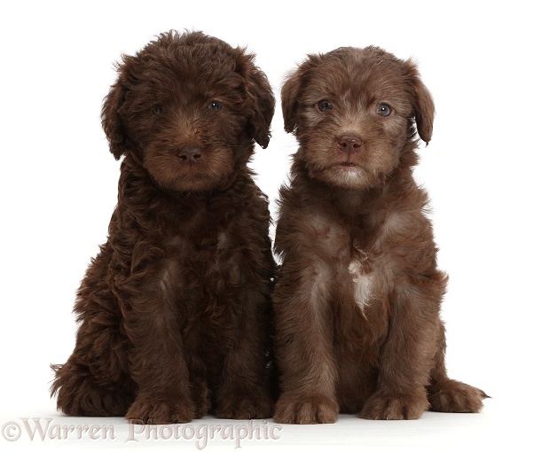 Chocolate Labradoodle puppies, white background