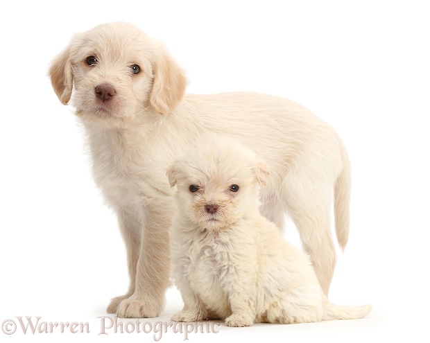 Golden Labradoodle puppies. These puppies are both 6 weeks old, but the smaller one is a runt, white background